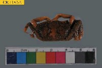 Sentinel crab Collection Image, Figure 2, Total 6 Figures